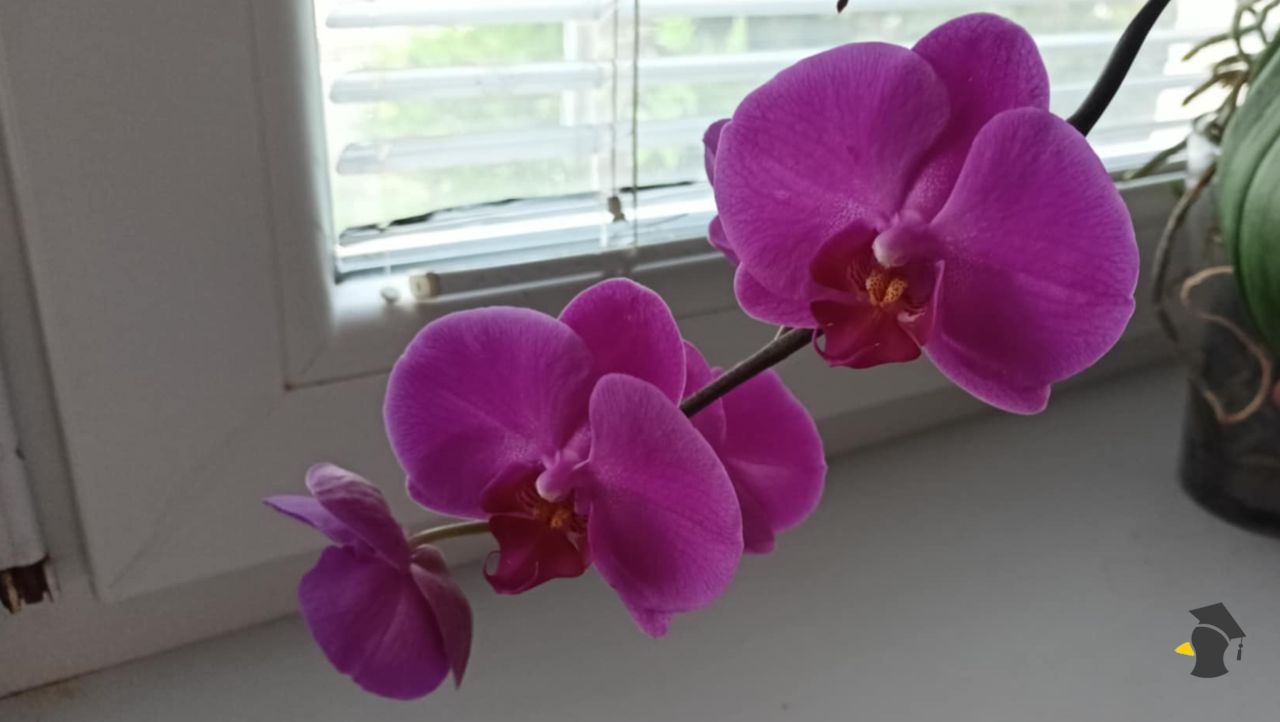 orchidea