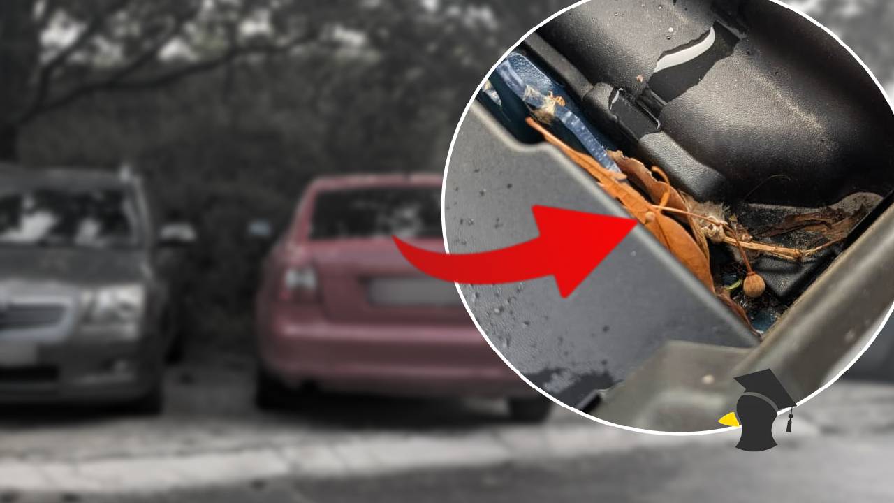 parkovanie pod stromami a problemy s autom