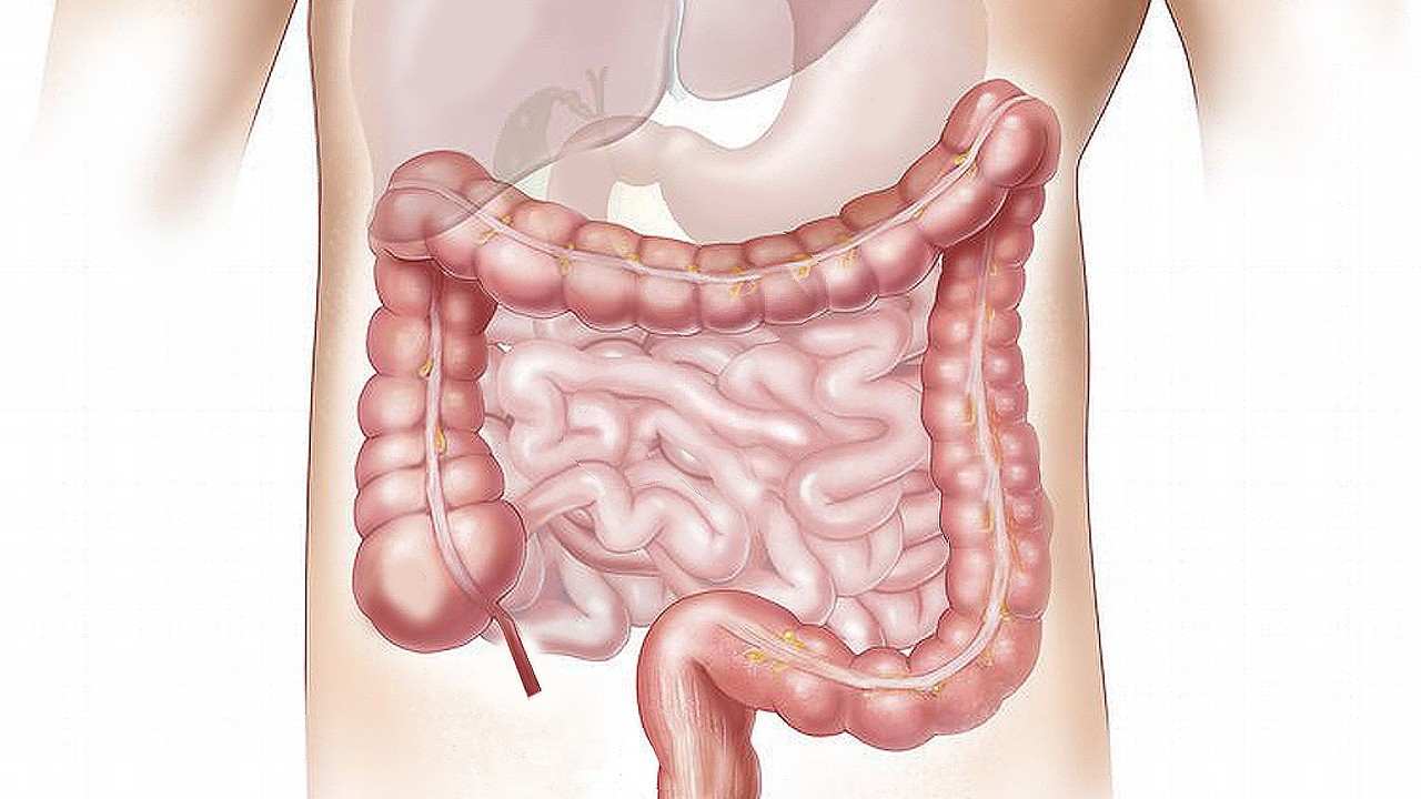 ludske-organy-creva-titulka