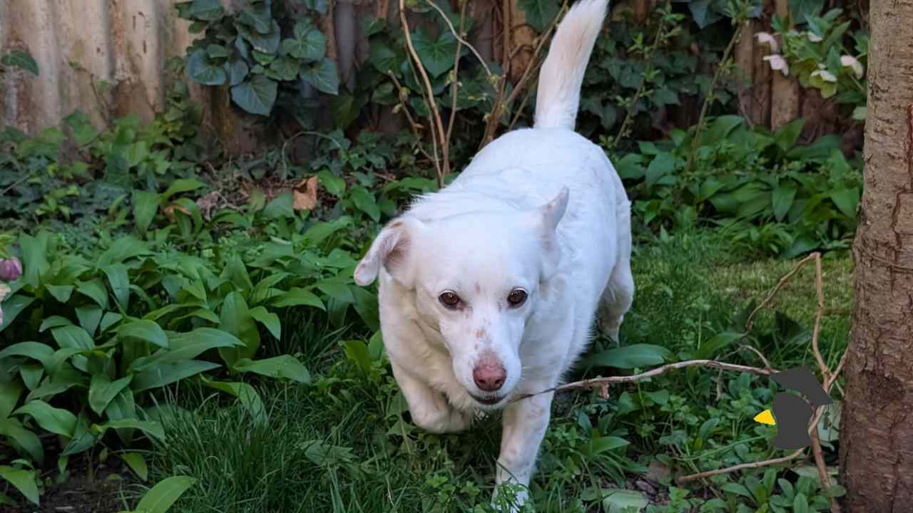 pes-na-prechadzke-spoznava-svet-1