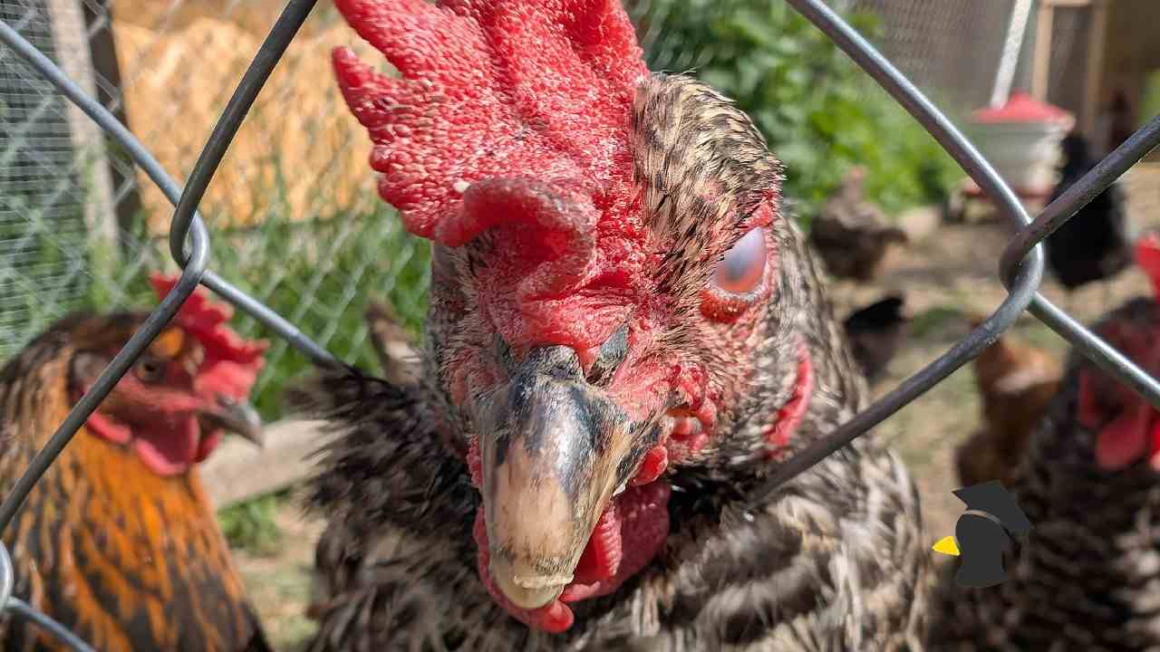 slipeka kohut zobak_1